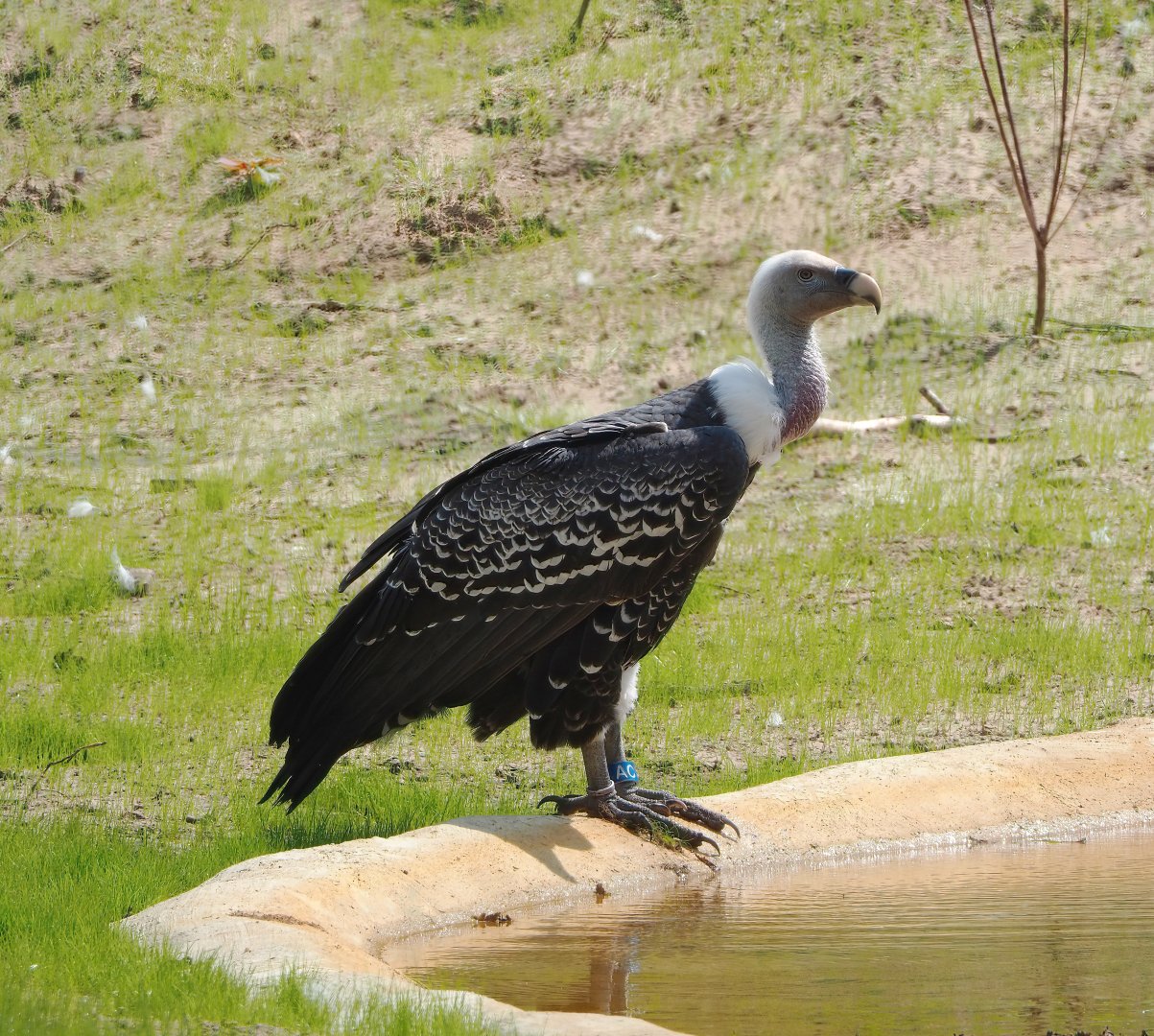 Rüppell's griffon vulture (Gyps rueppelli rueppelli), 2023-08-15