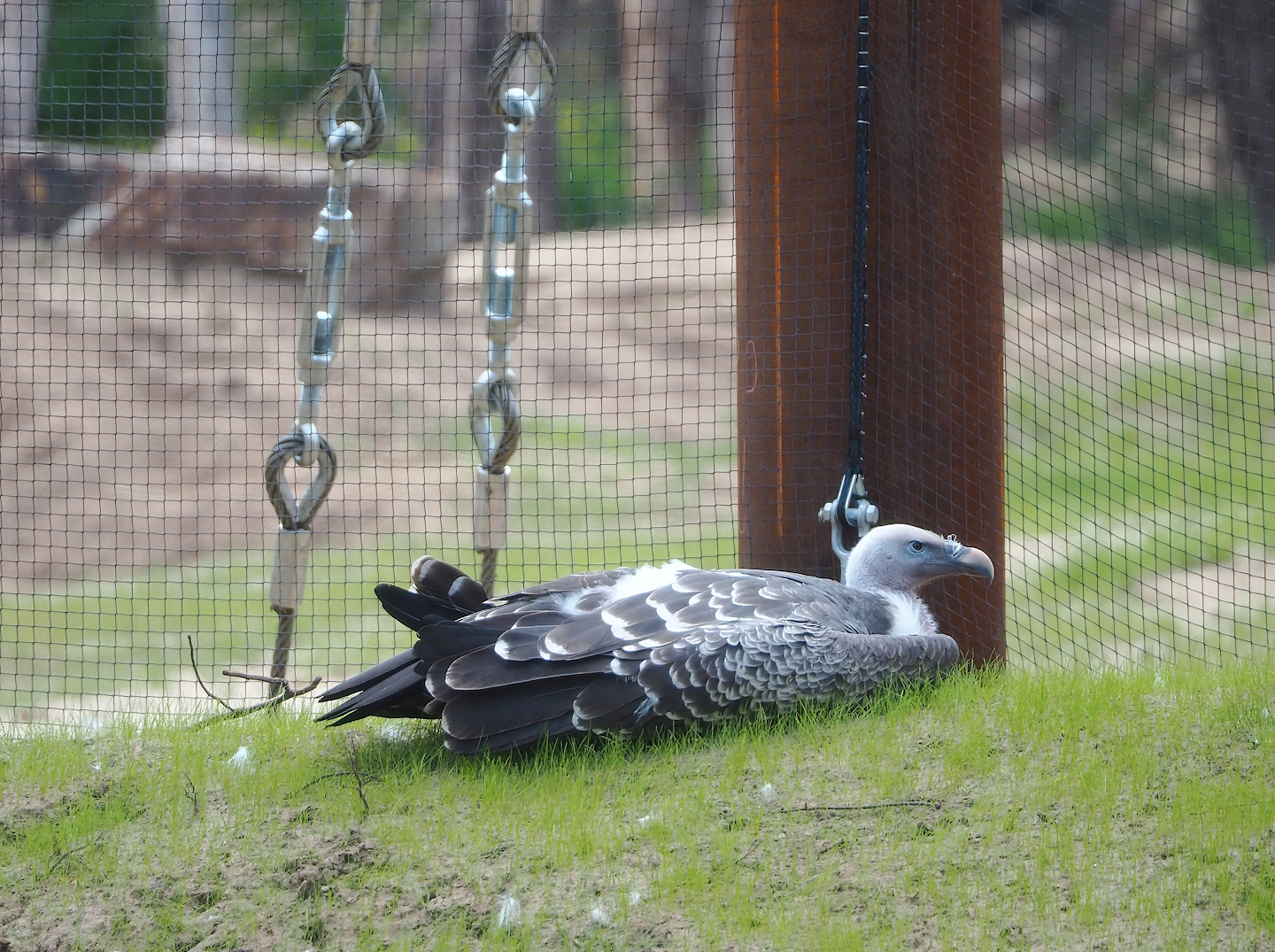Rüppell's griffon vulture (Gyps rueppelli rueppelli), 2023-08-15
