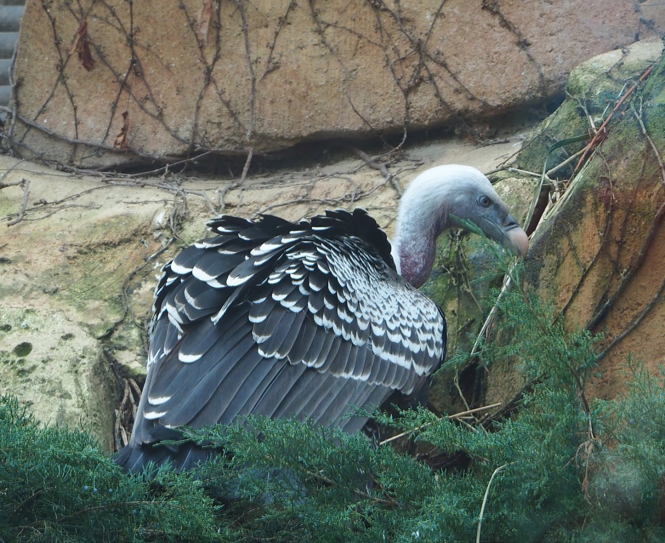 Rüppell's griffon vulture (Gyps rueppelli rueppelli), 2024-02-17