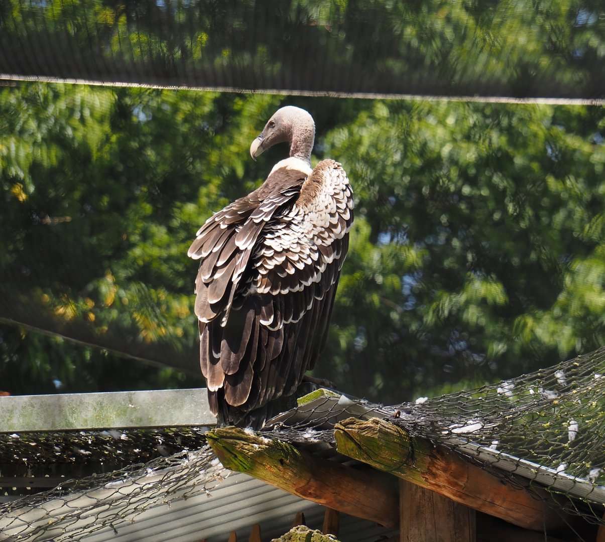 Rüppell's griffon vulture (Gyps rueppelli rueppelli), 2024-06-30