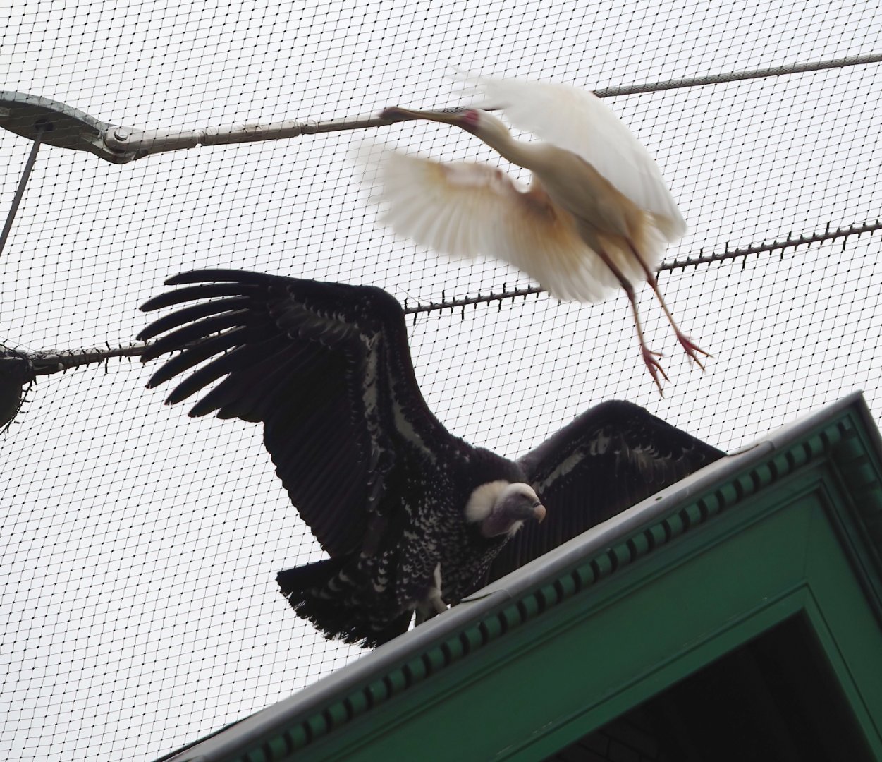 Rüppell's griffon vulture (Gyps rueppelli rueppelli) and flying African spoonbill (Platalea alba), 2024-02-17