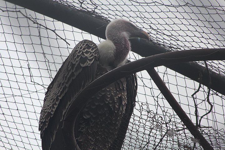 Rüppell's griffon vulture (Gyps rueppelli rueppelli)