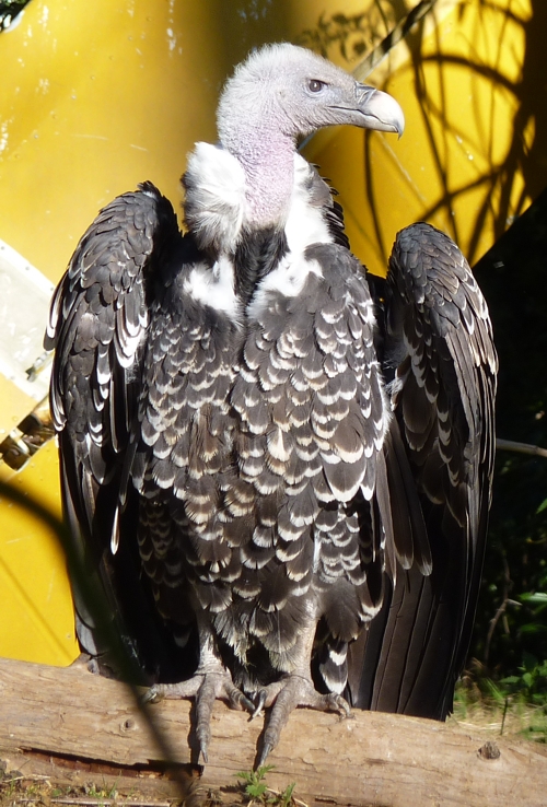 Rüppell's griffon vulture (Gyps rueppellii)