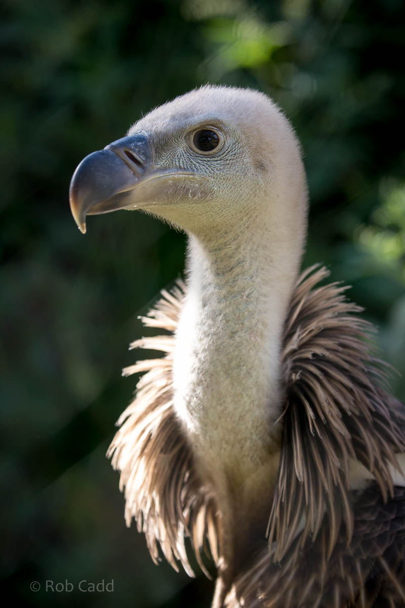 Ruppells griffon vulture : Hamerton : 09 Aug 2015