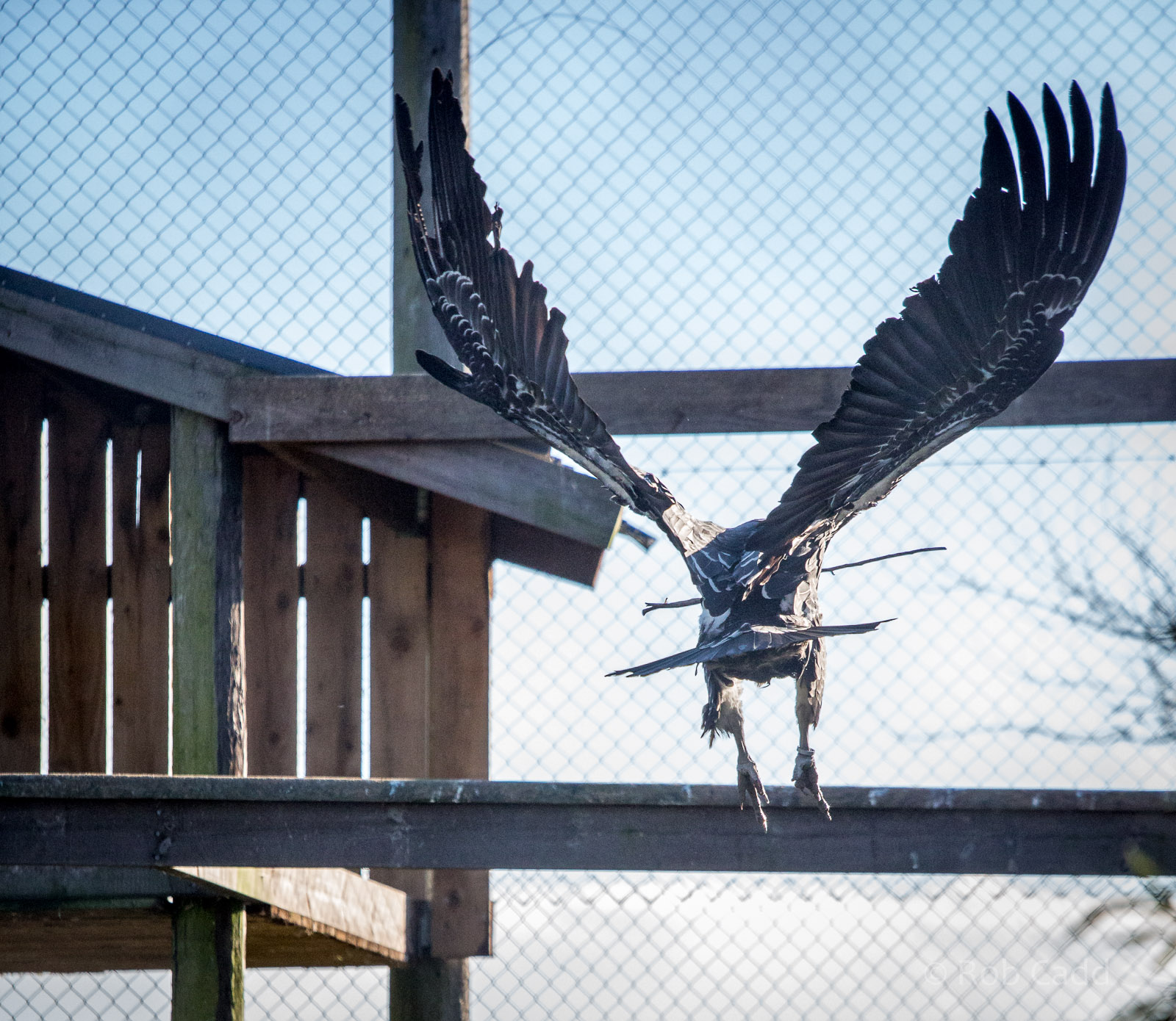 Ruppells griffon vulture : Hamerton : 18 Jan 2015