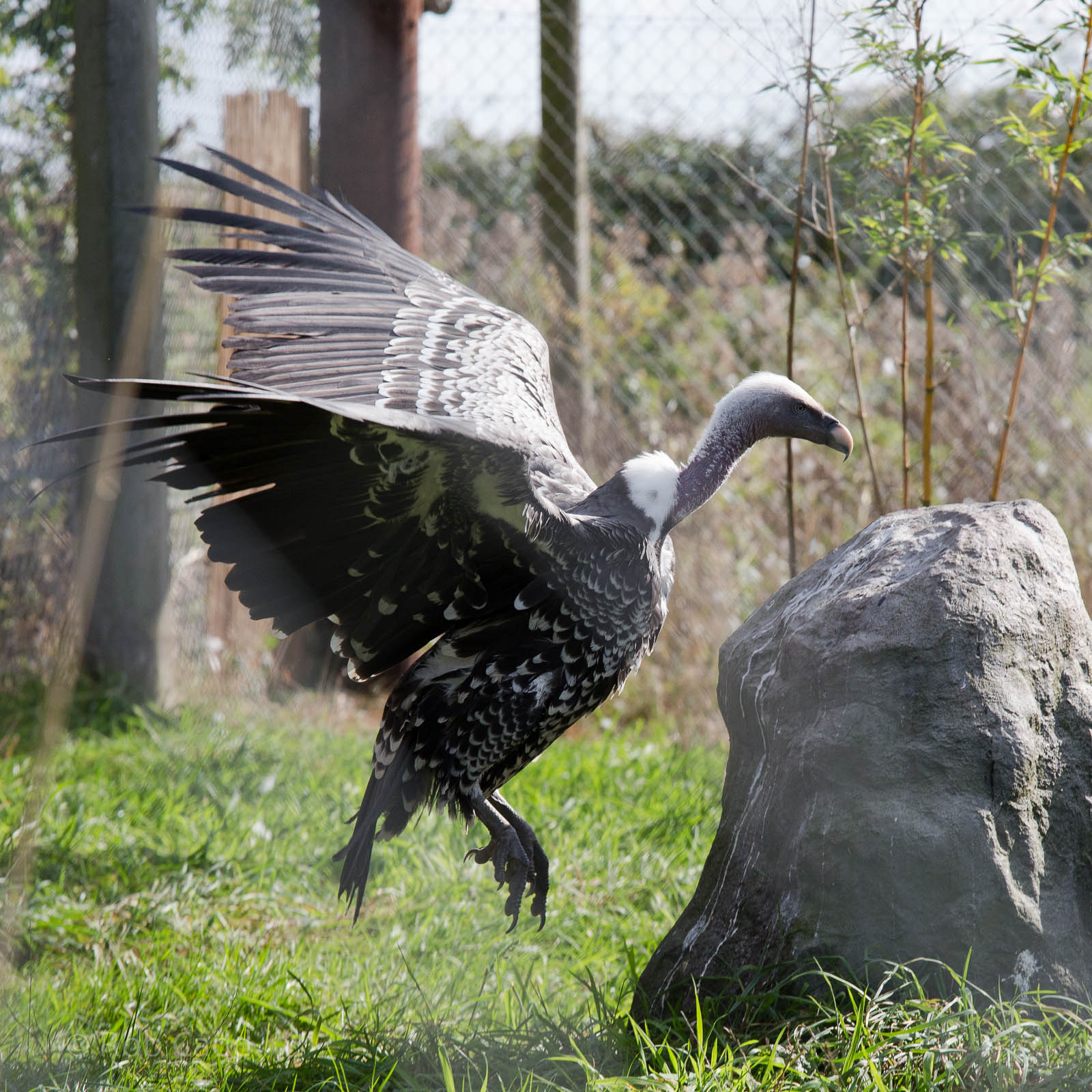 Ruppells griffon vulture : Hamerton : 27 Sep 2014