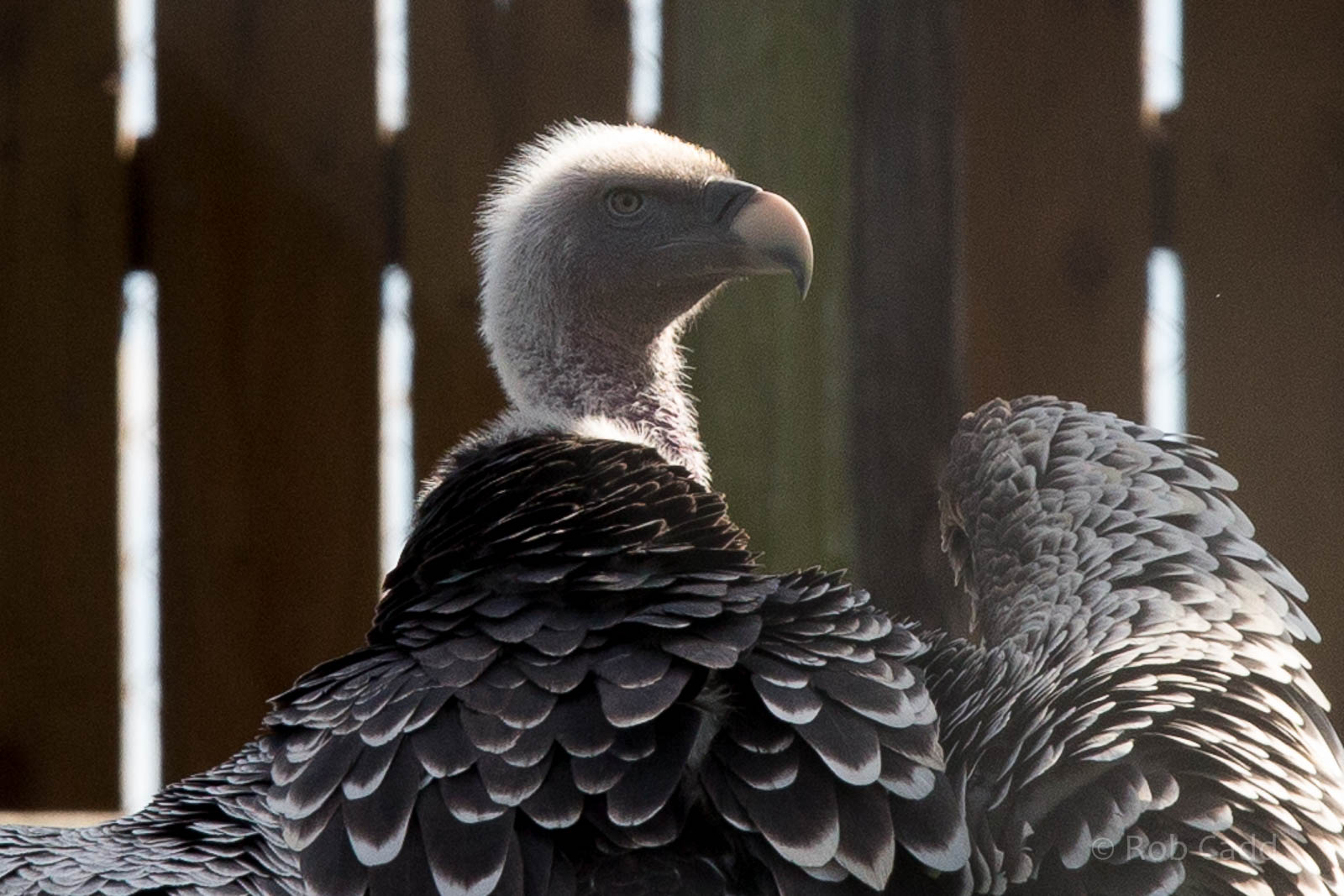 Ruppells griffon vulture : Hamerton : 27 Sep 2014