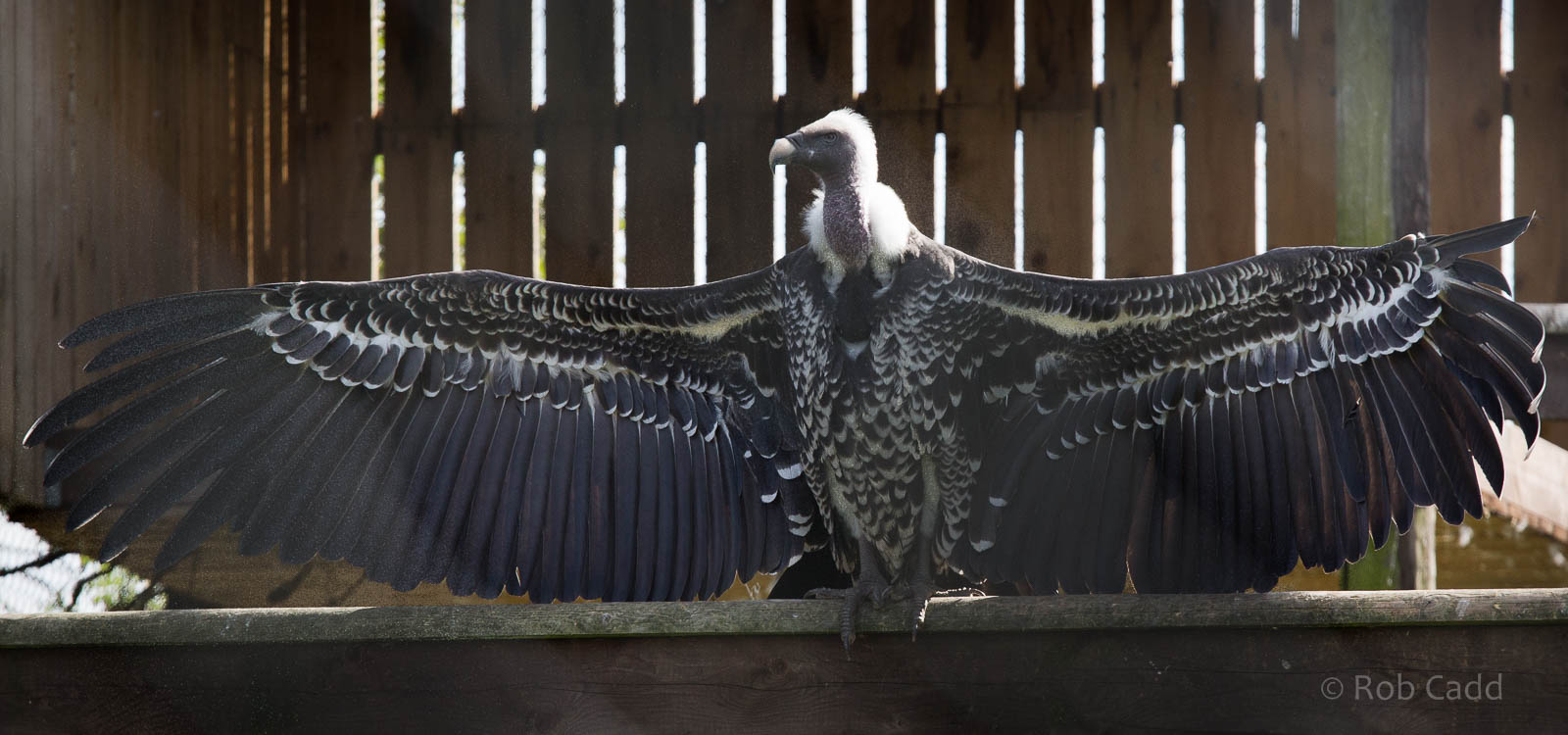 Ruppells griffon vulture : Hamerton : 27 Sep 2014