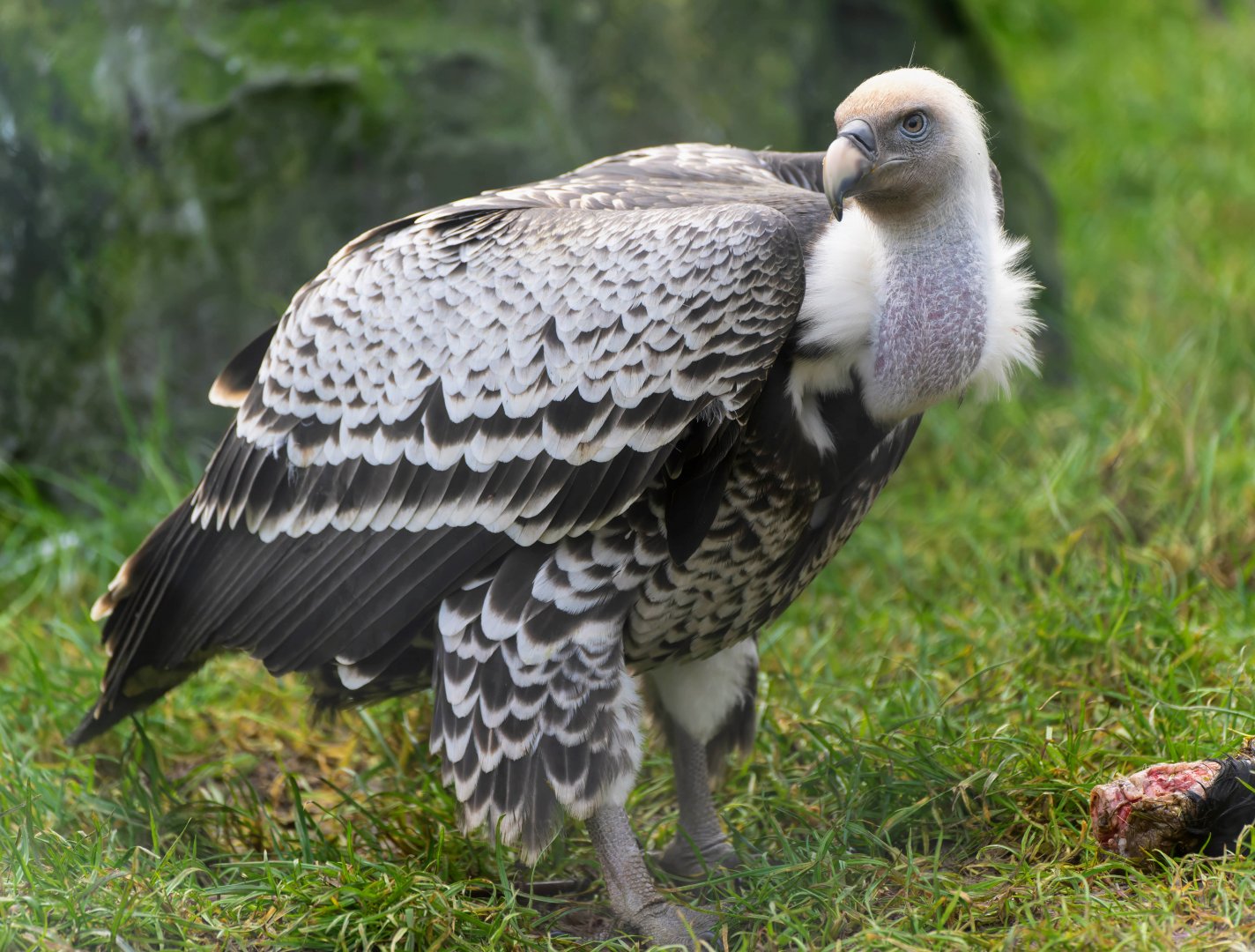 Rüppell's griffon vulture, Hamerton, UK