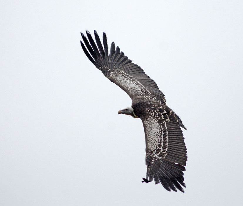 Ruppell's griffon vulture in free flight