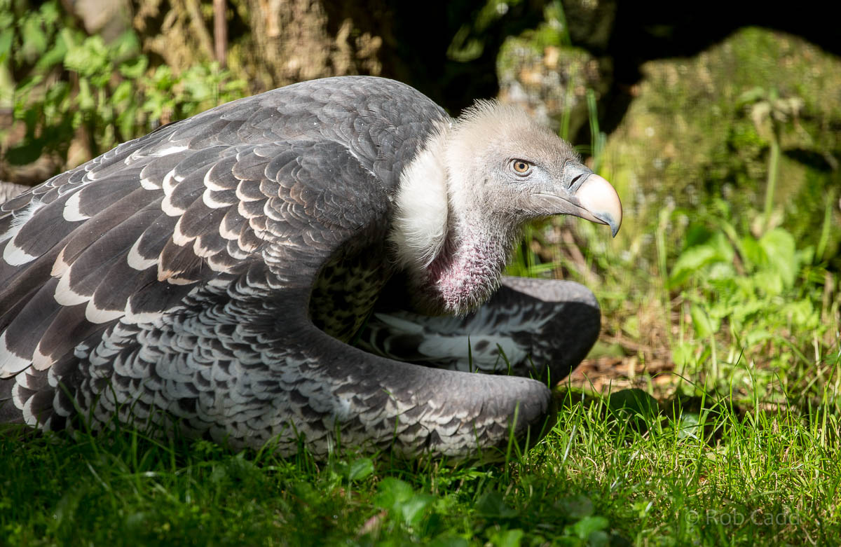 Ruppell's griffon vulture : Linton : 19 Sep 2015