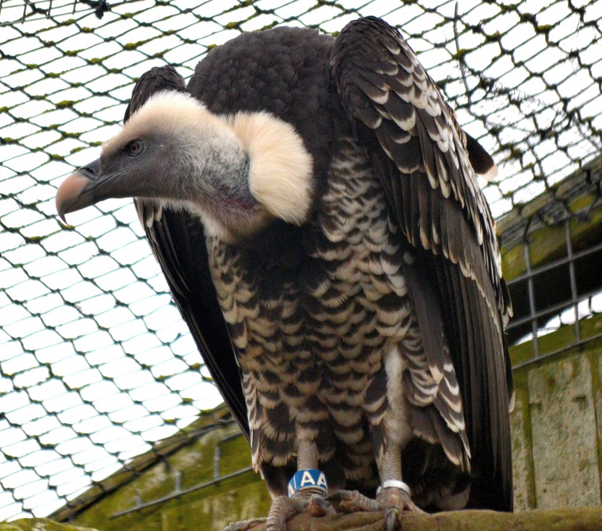 Ruppell's Griffon Vulture - March 2017