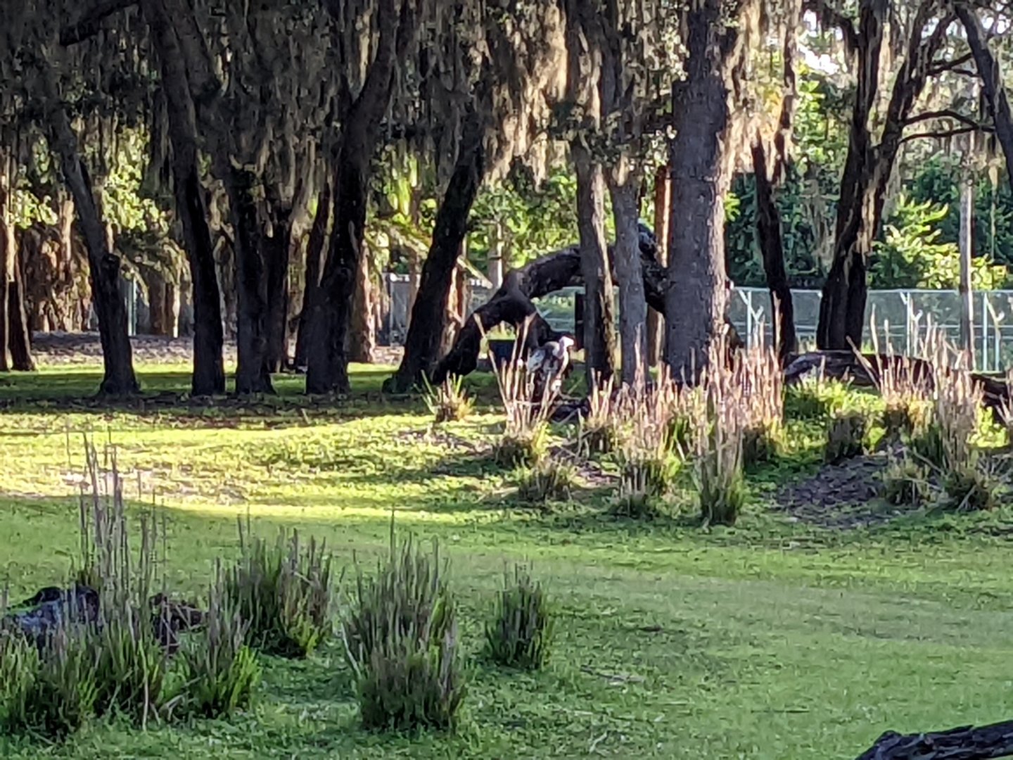 Ruppell's griffon vulture - Pemba savanna