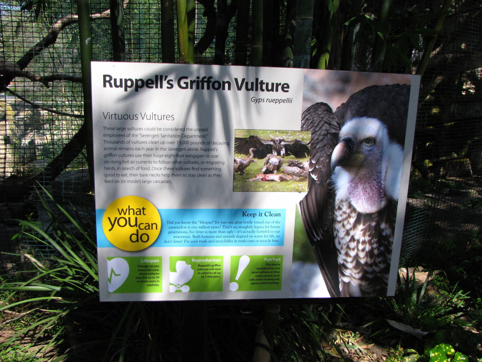 Ruppells Griffon Vulture Signage