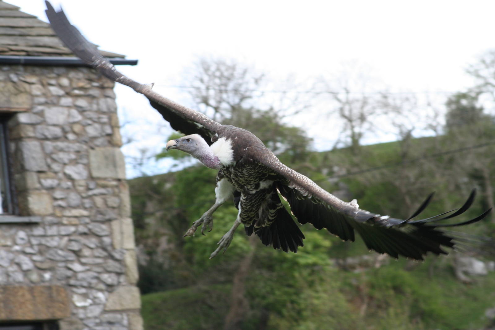 Ruppell's Griffon Vulture @ Yorkshire Dales Falconry 03.05.09