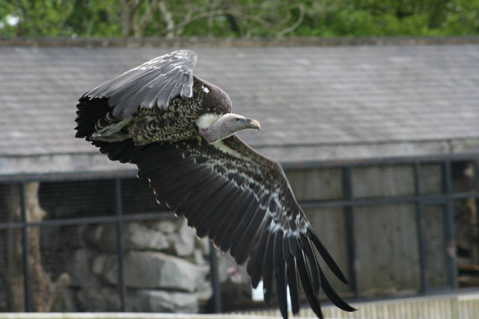 Ruppell's Griffon Vulture @ Yorkshire Dales Falconry 03.05.09