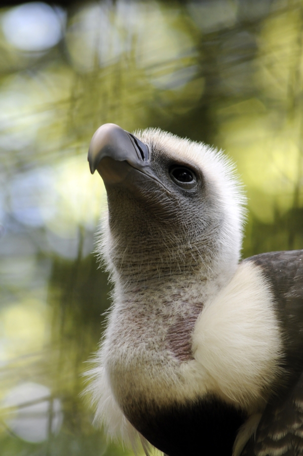 Ruppell's Griffon Vulture