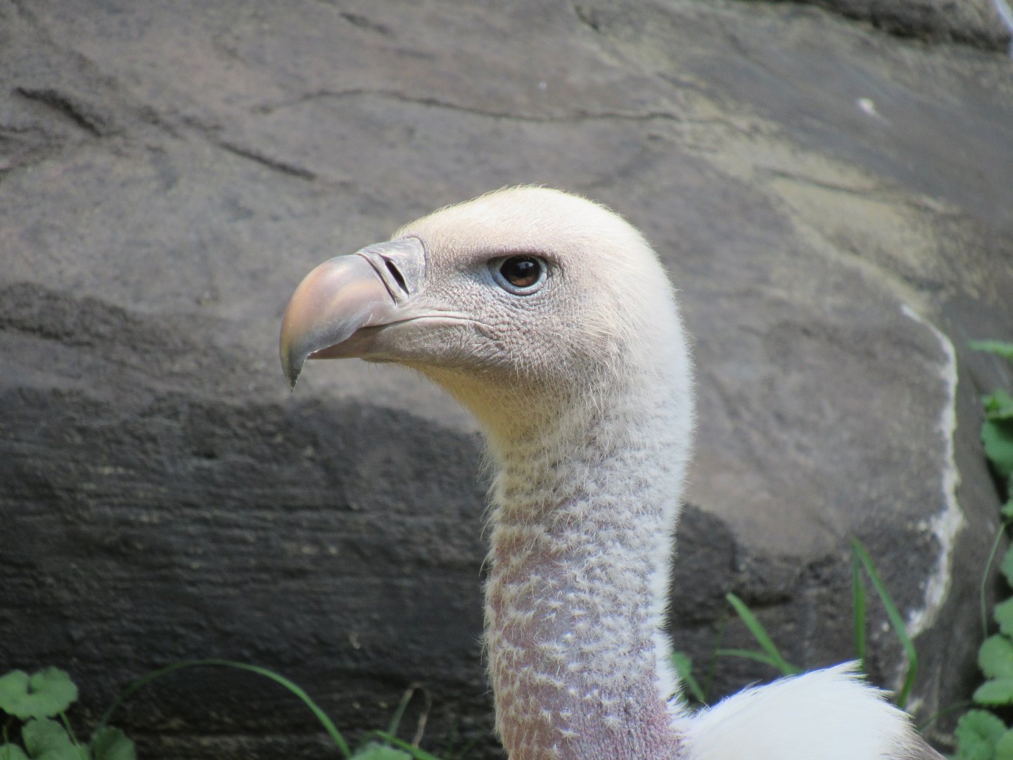 Rüppell's griffon vulture