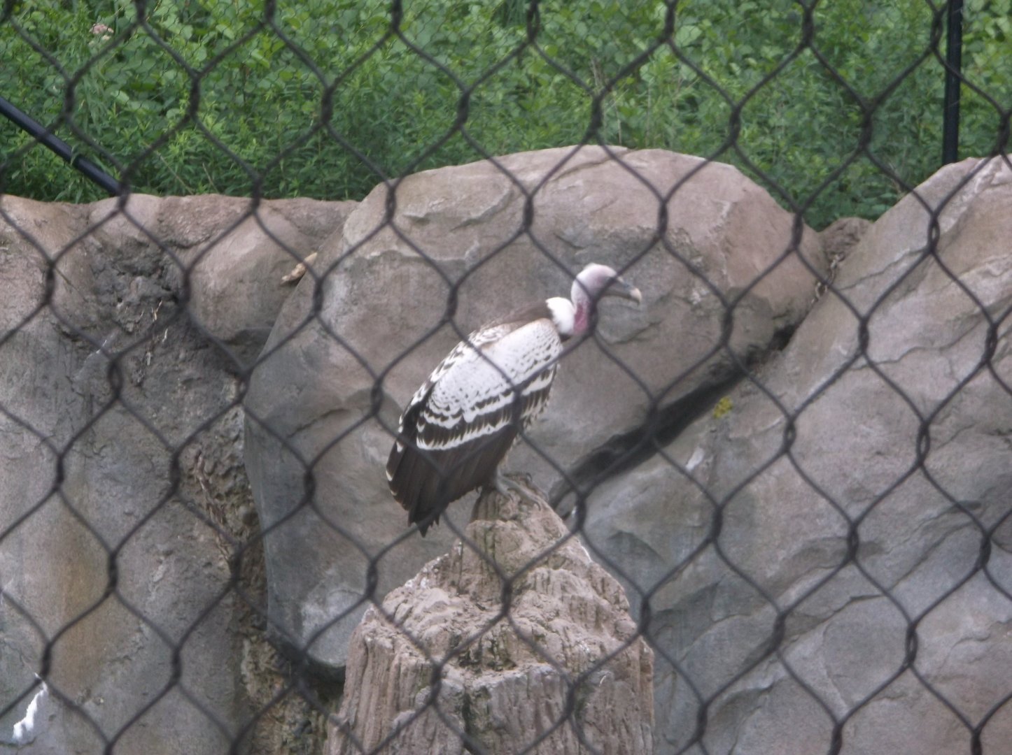 Ruppell's Griffon Vulture