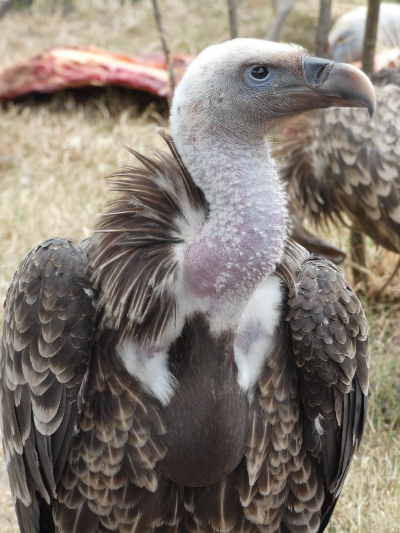 Ruppell's Griffon Vulture