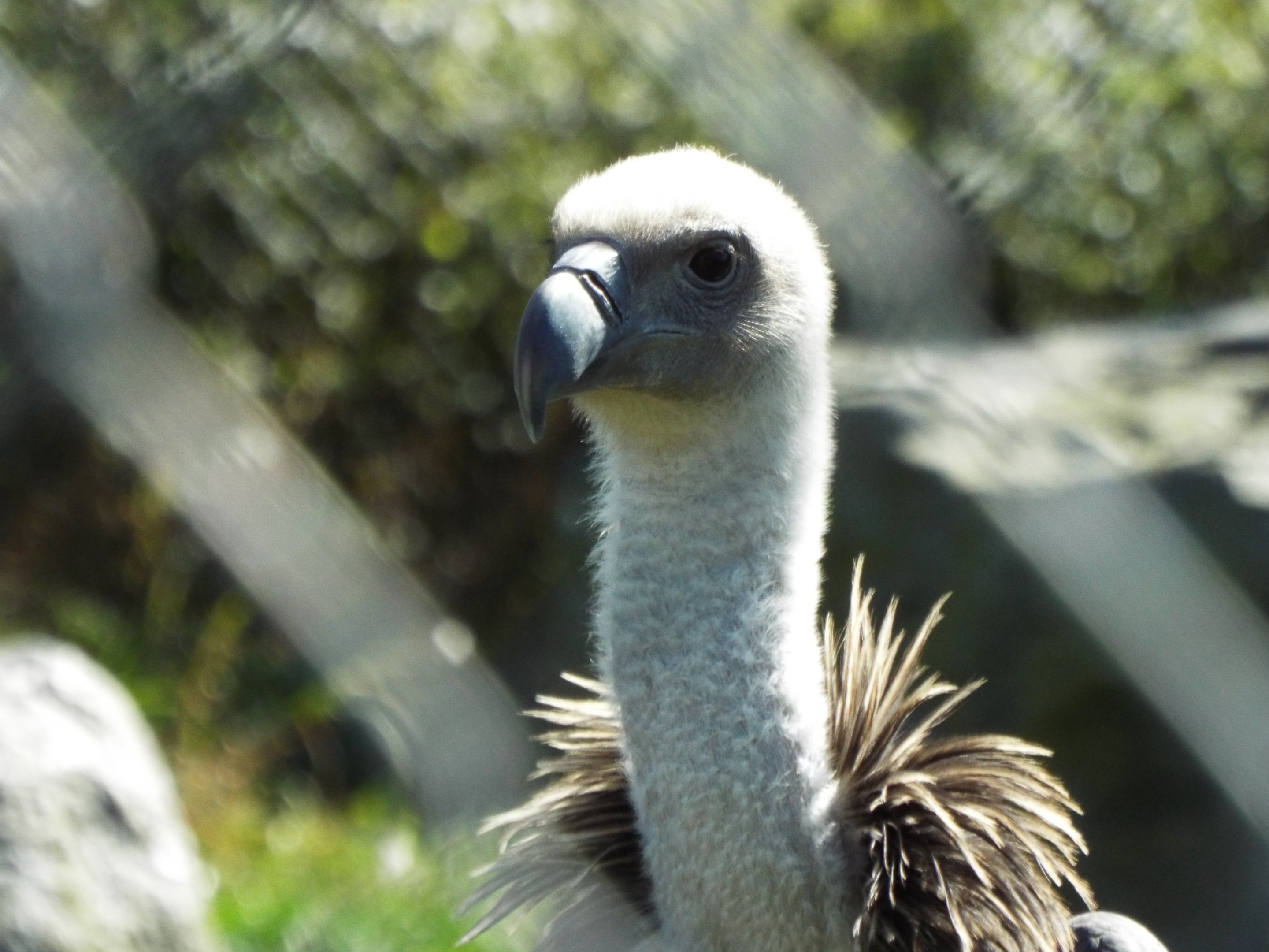 Ruppell's Griffon Vulture