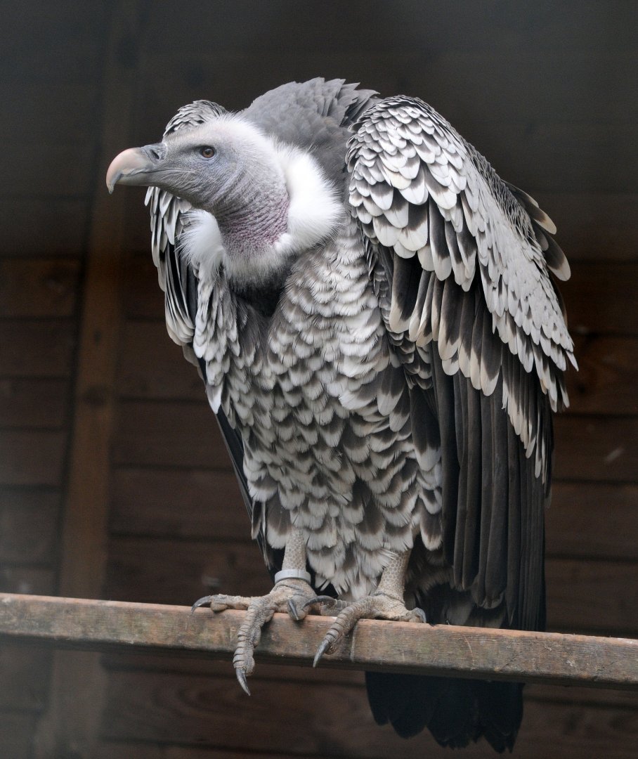 RUPPELL'S GRIFFON VULTURE