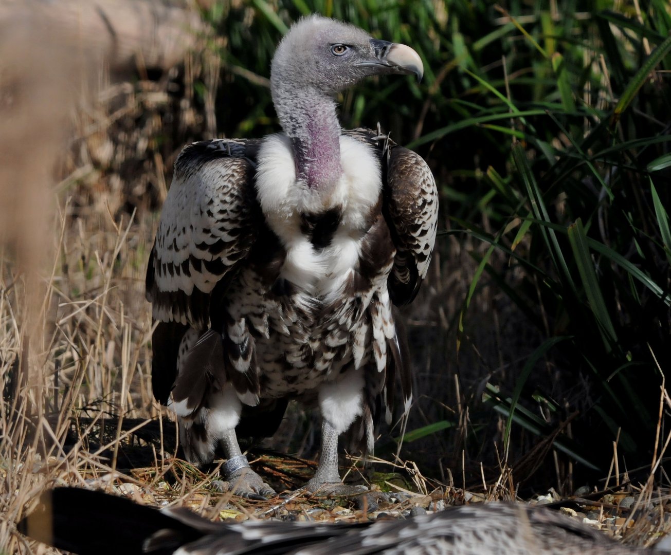 Ruppell's griffon vulture