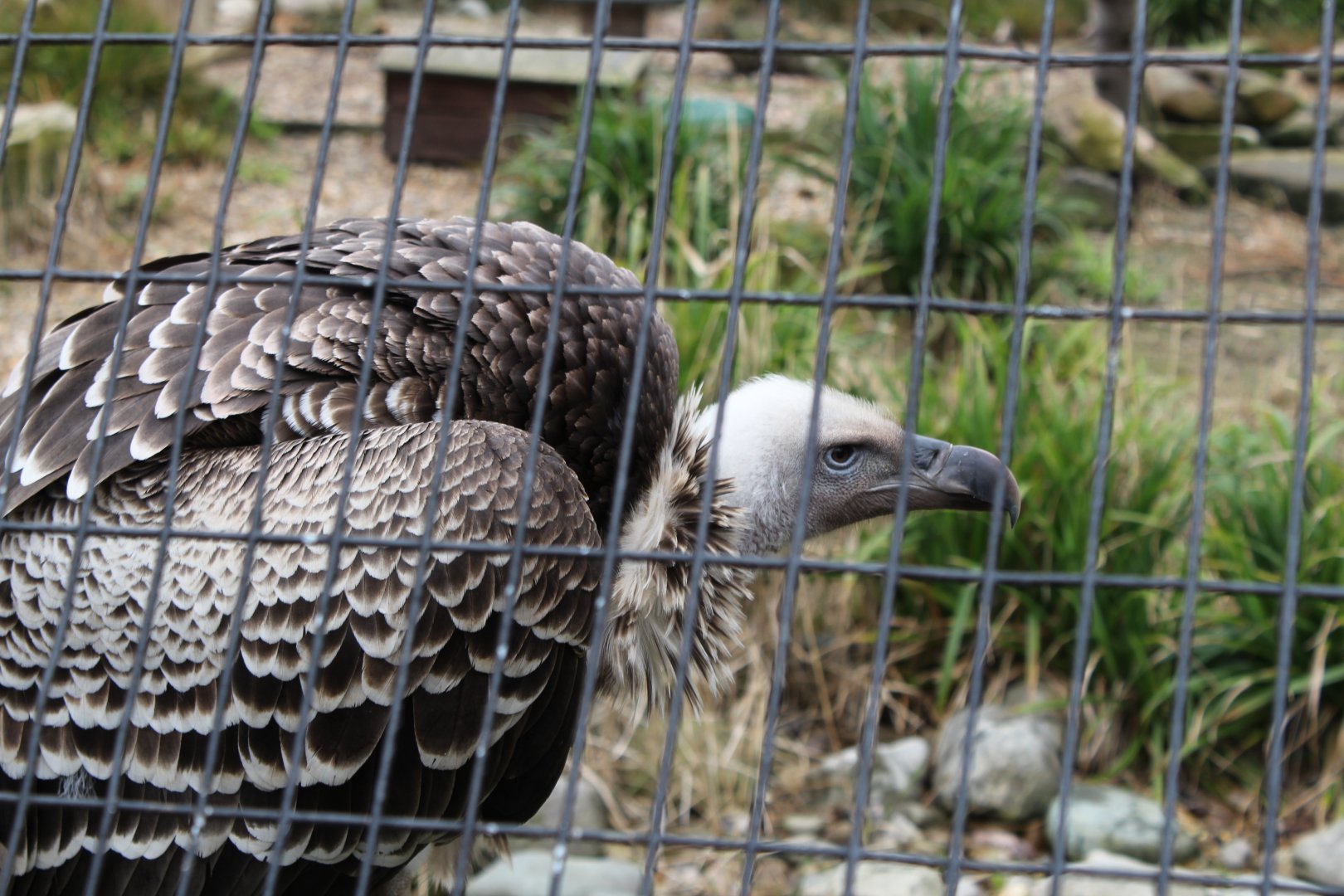 Rüppell's Griffon Vulture