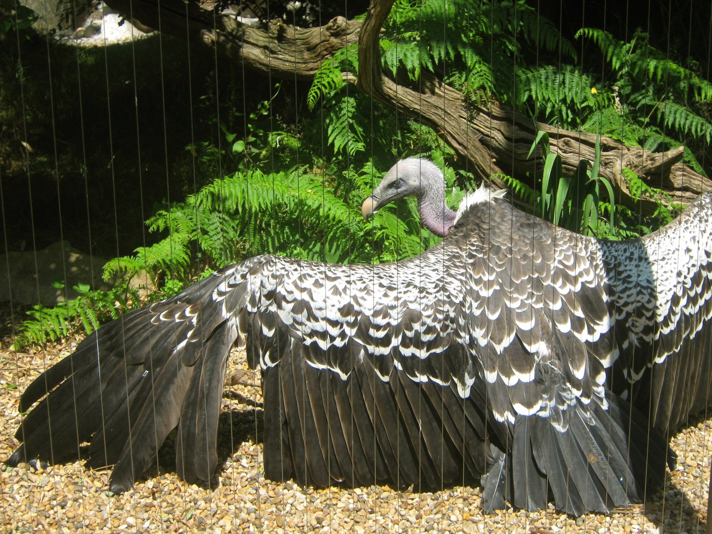 Rüppell's Griffon Vulture