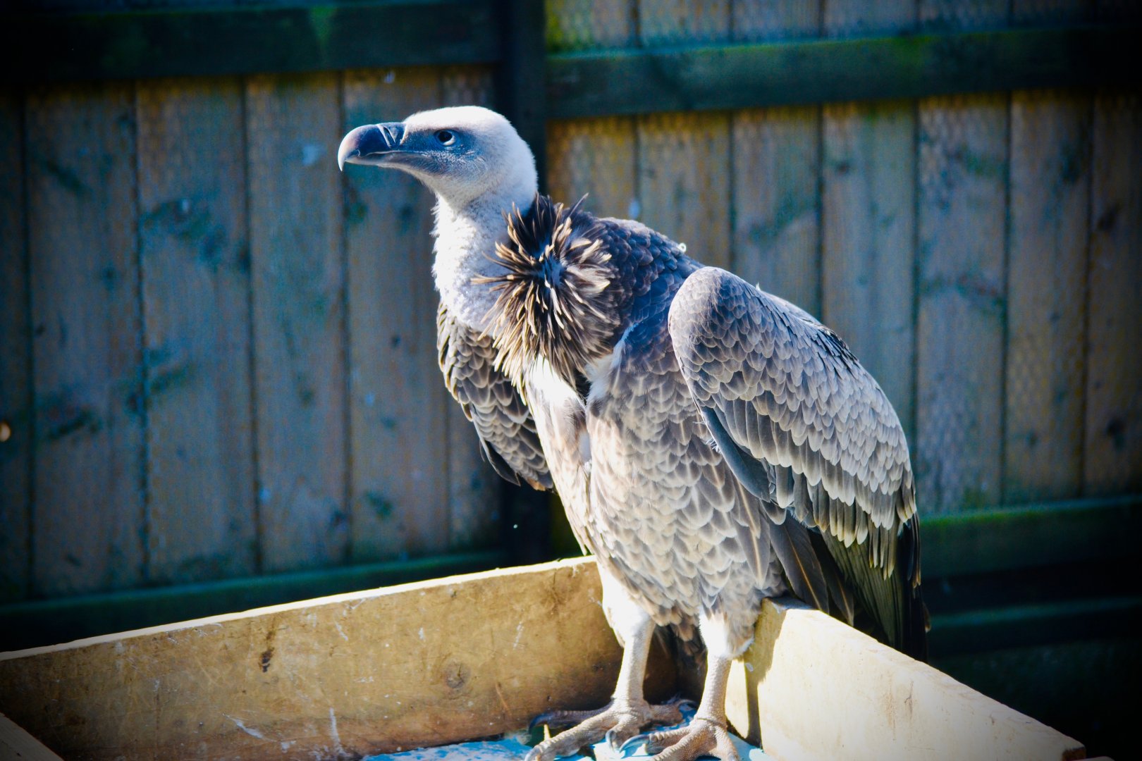 Ruppell's Griffon Vulture
