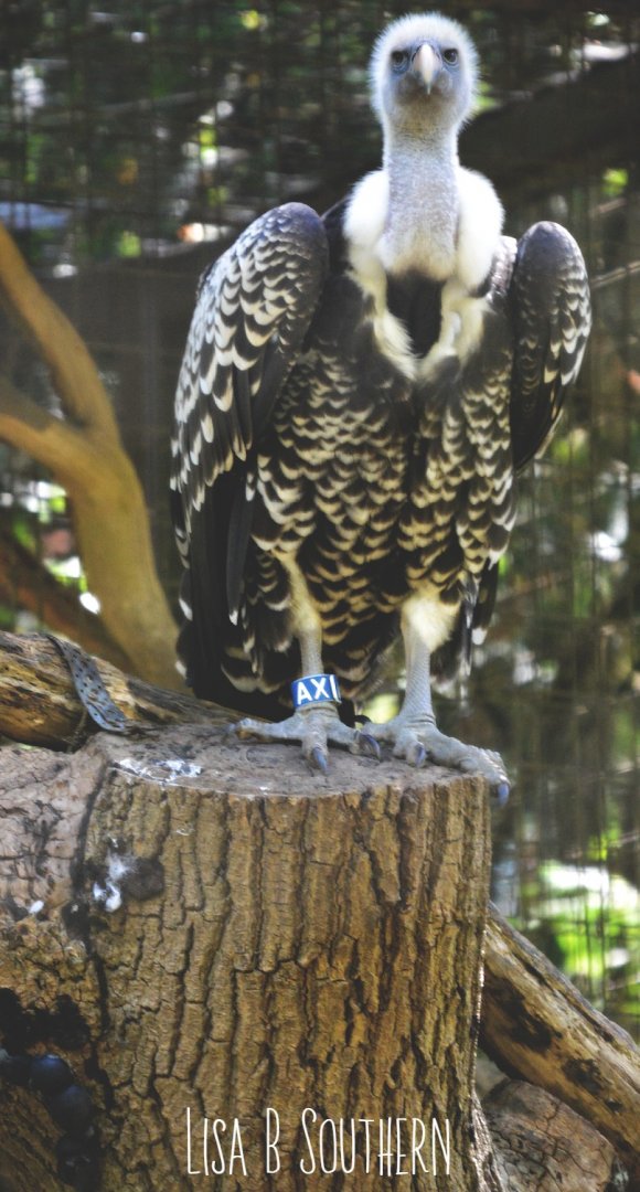 RÜPPELL’S GRIFFON VULTURE