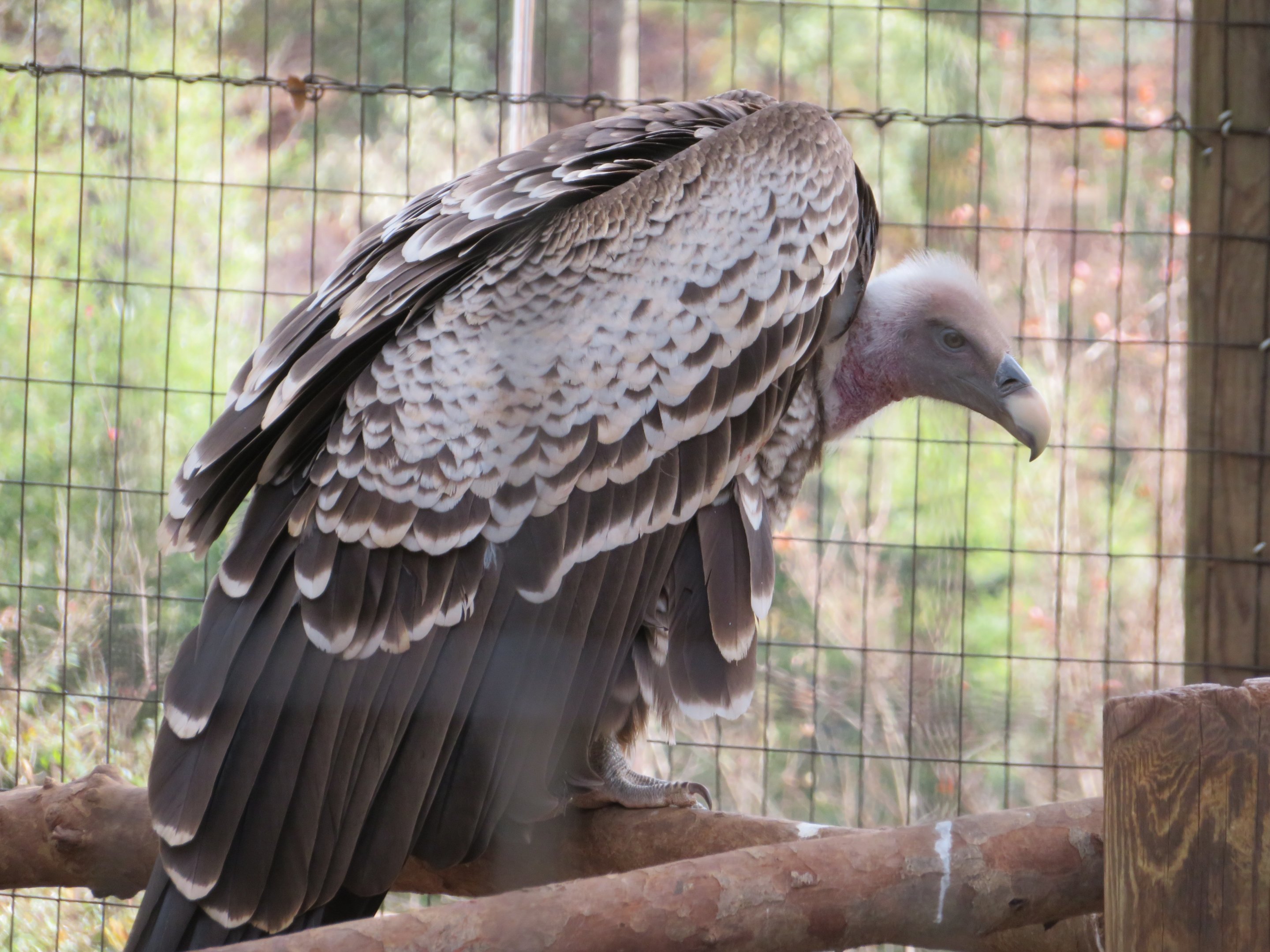Rüppell's Griffon Vulture