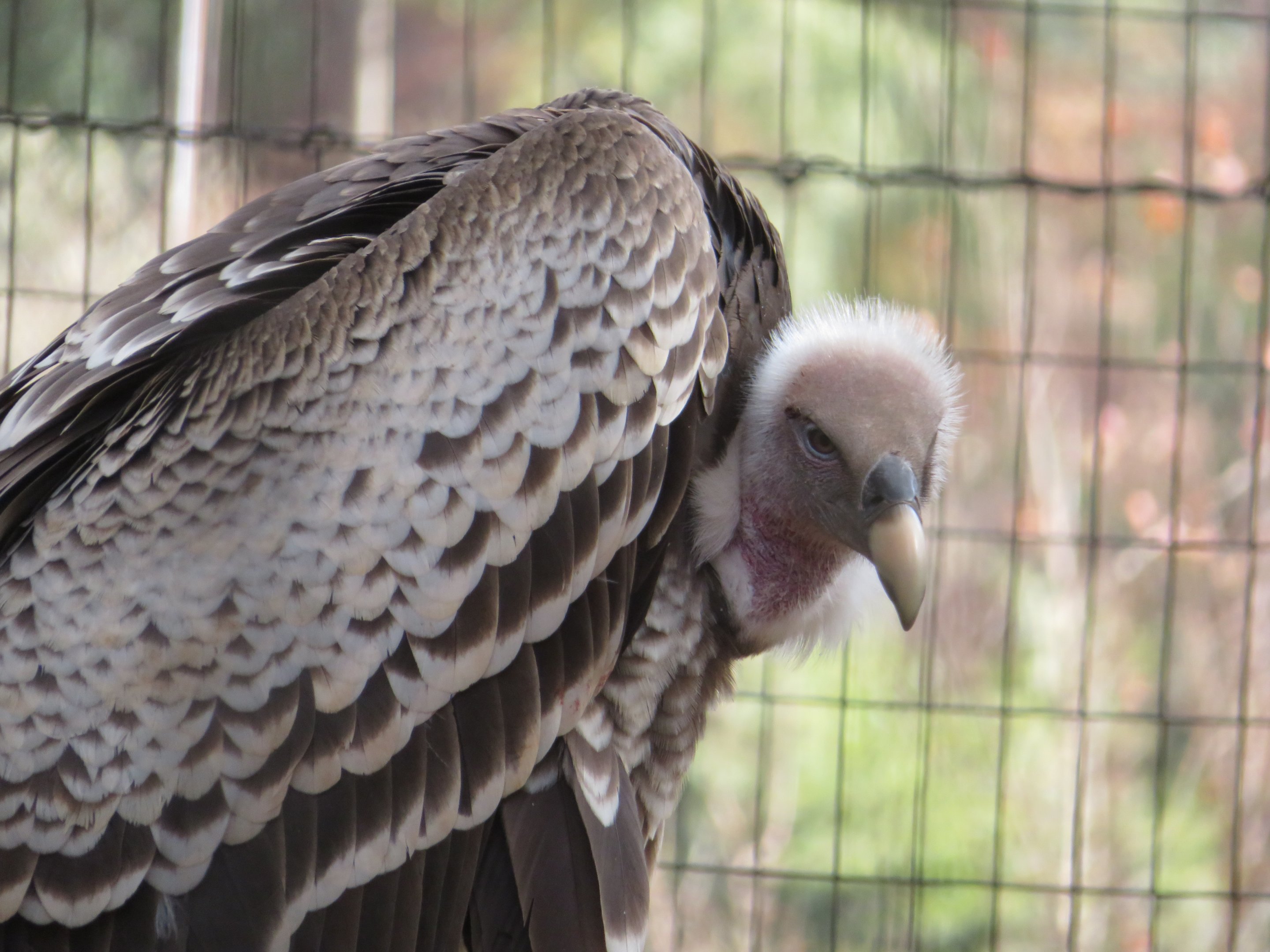 Rüppell's Griffon Vulture