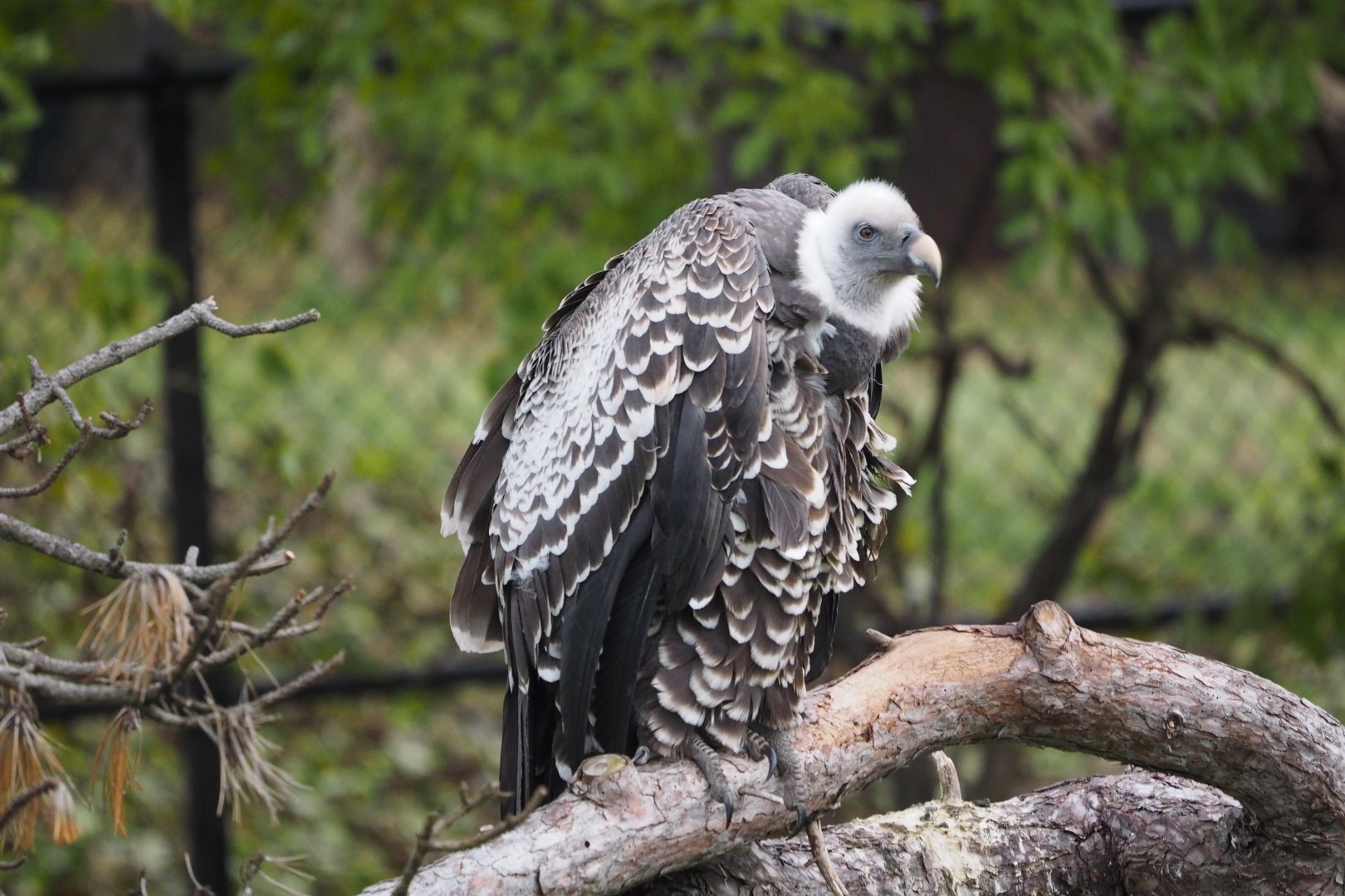 Ruppell's griffon vulture