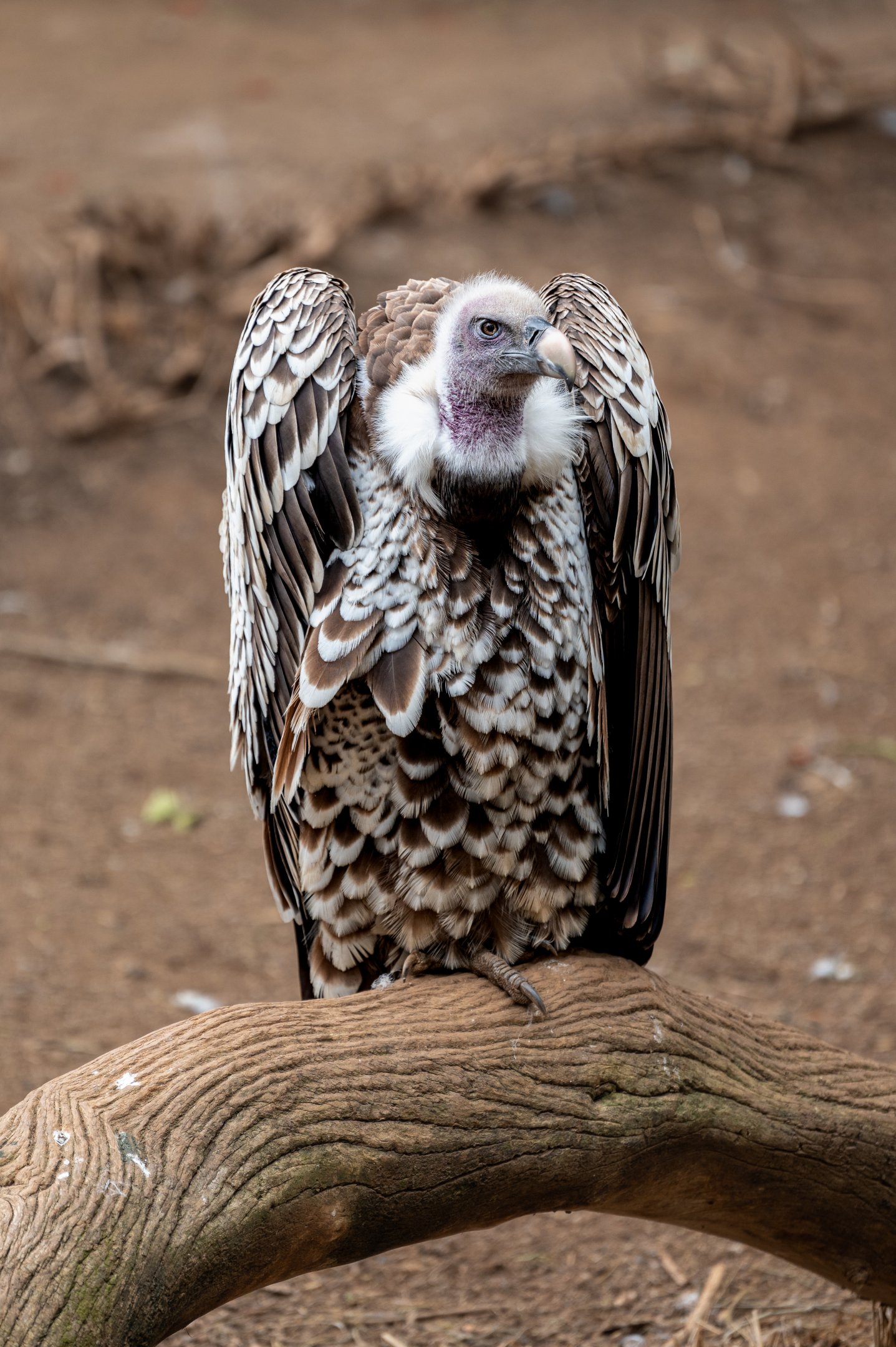 Ruppell’s Griffon Vulture