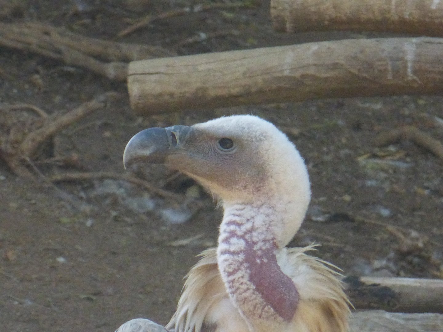 Ruppells griffon vulture