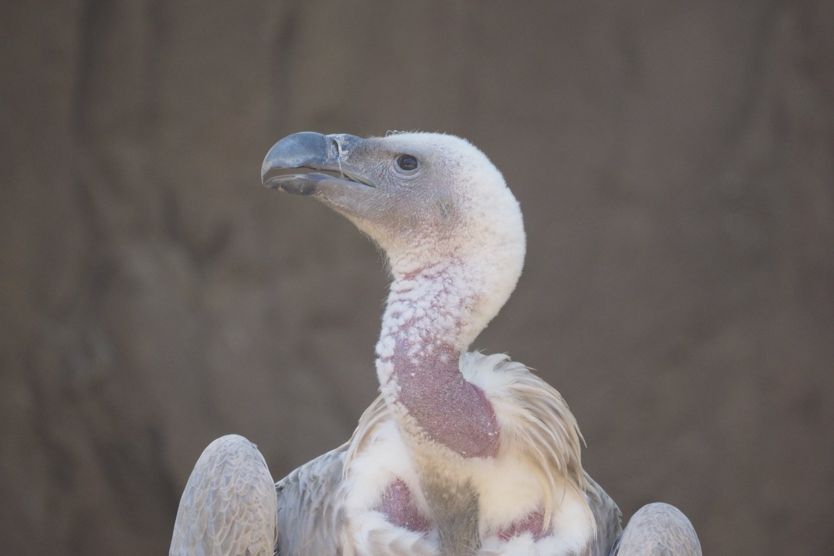 Ruppell's griffon vulture