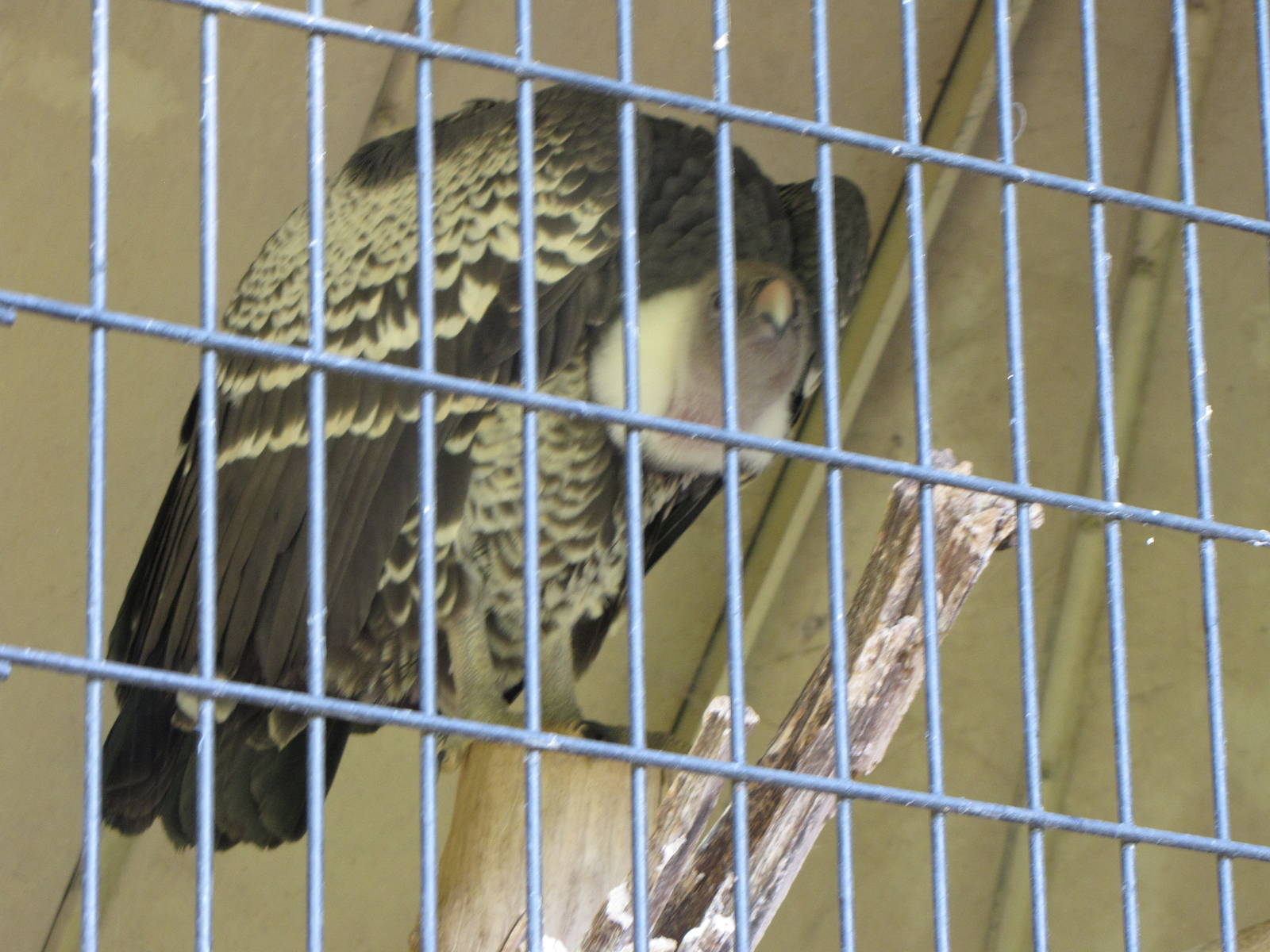 Ruppell's Griffon Vulture