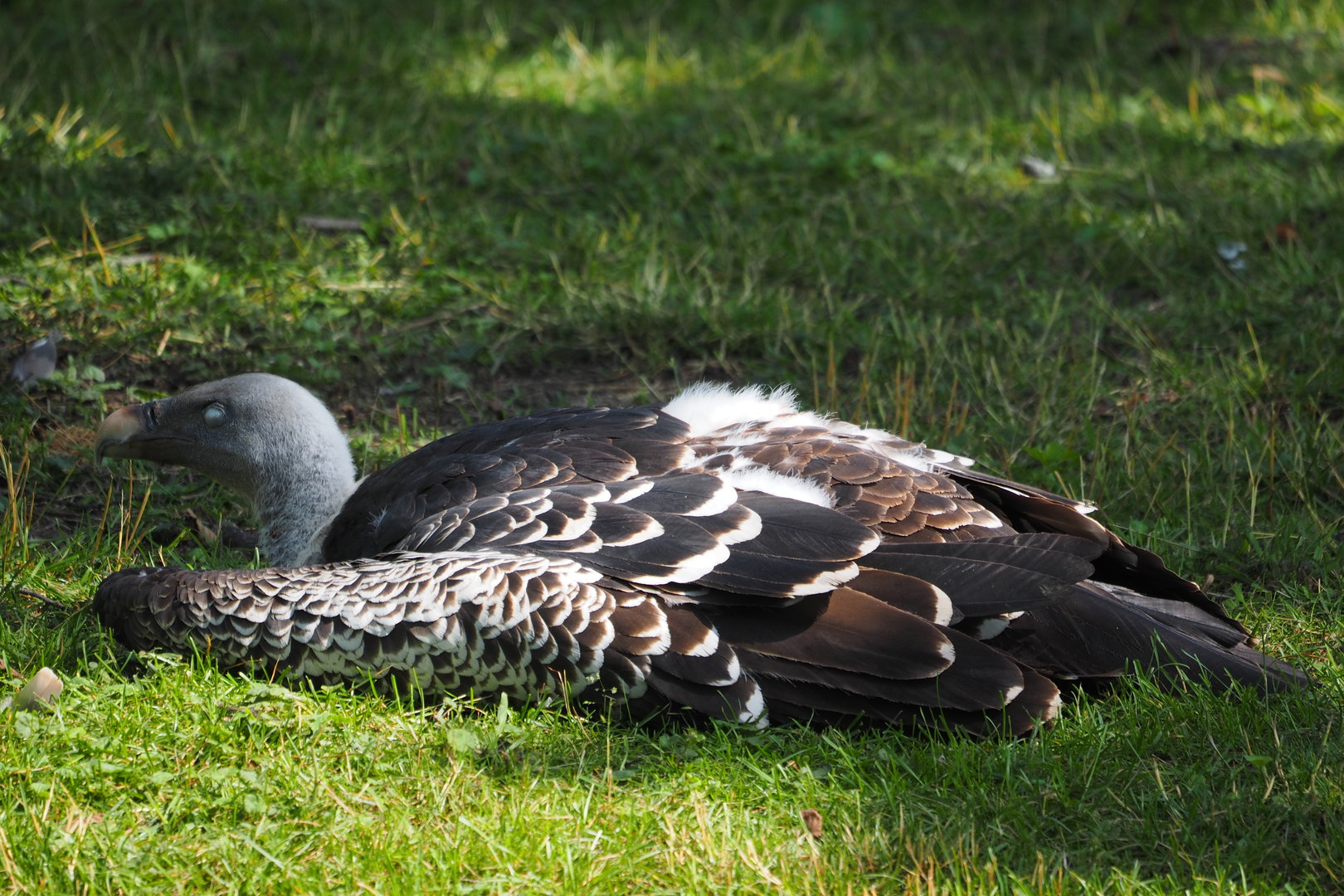 Ruppell's Griffon Vulture