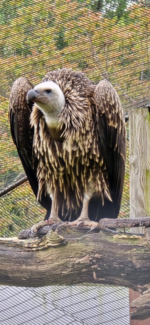 Ruppell's Griffon vulture