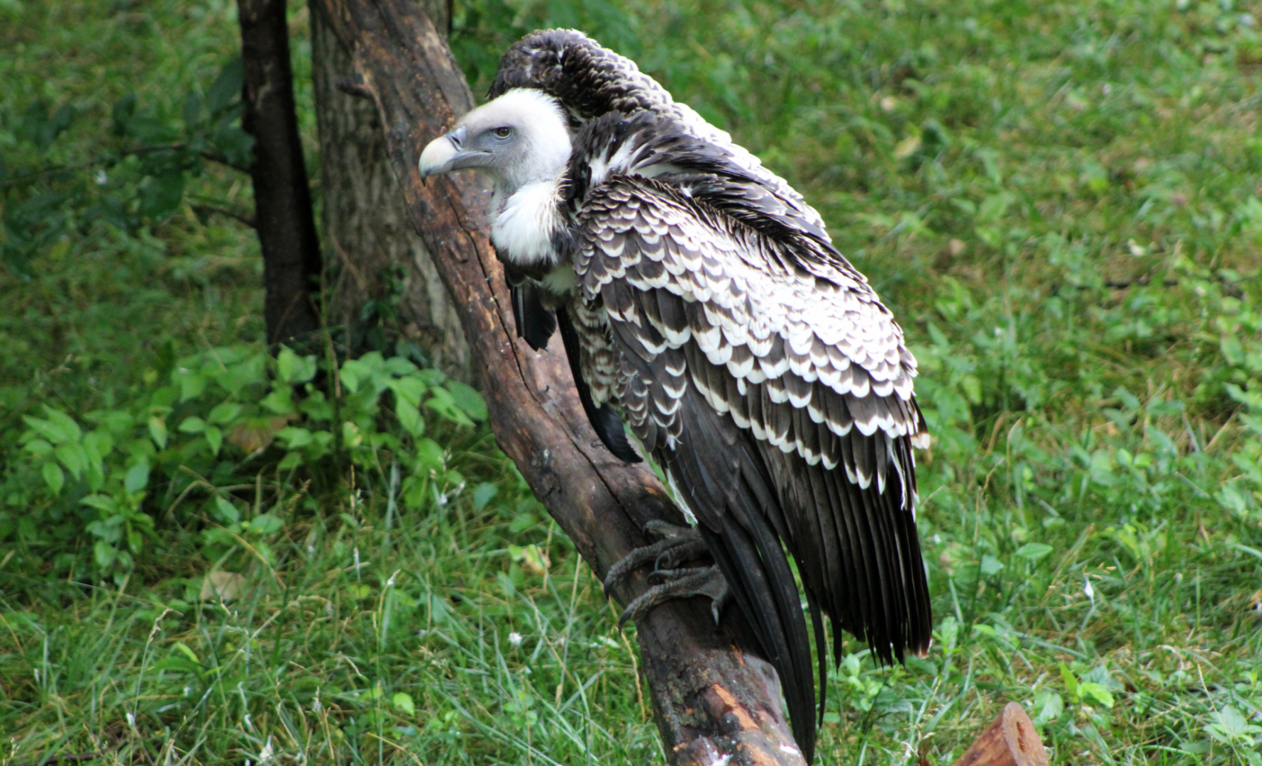 Ruppell's Griffon Vulture