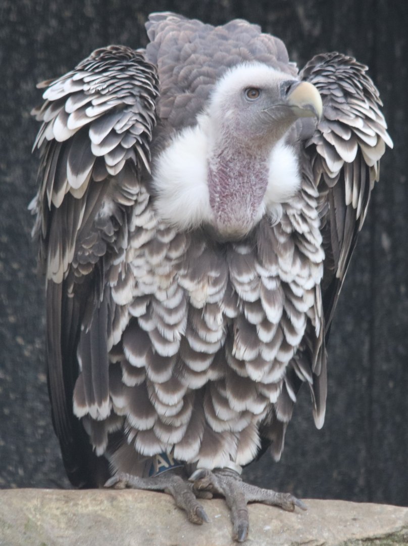 Ruppell's Griffon Vulture