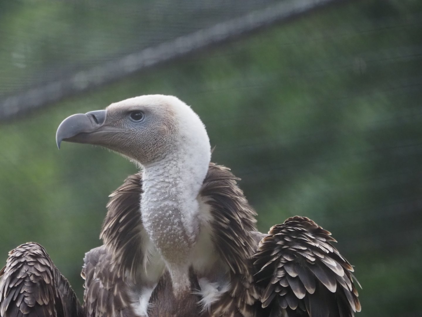 Ruppell's Griffon Vulture