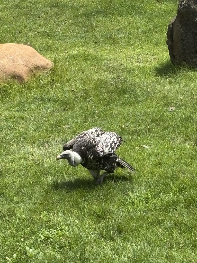 Ruppells Griffon Vulture