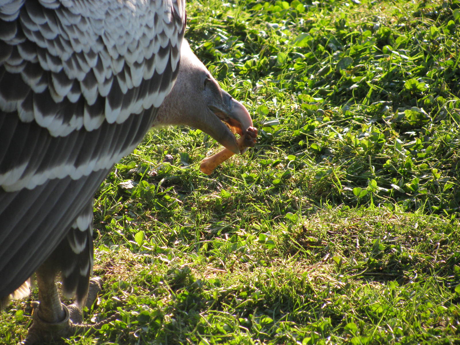 Ruppells Griffon Vulture
