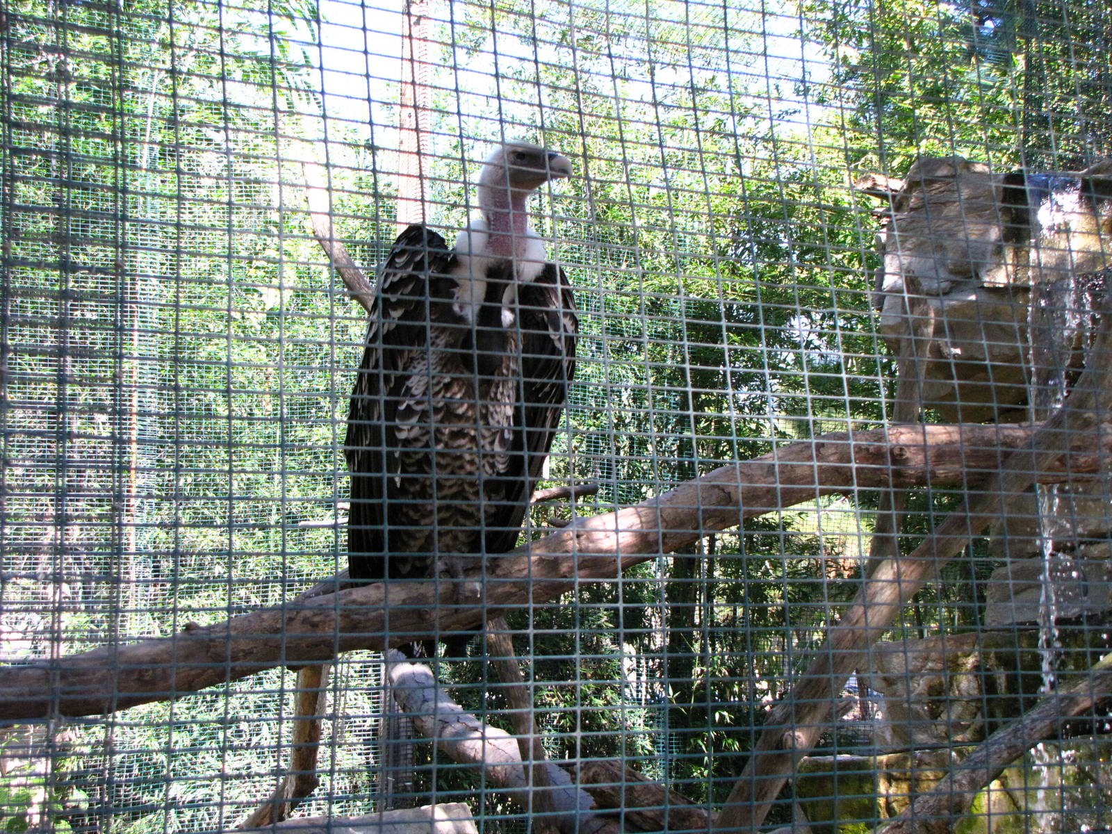 Ruppells Griffon Vulture