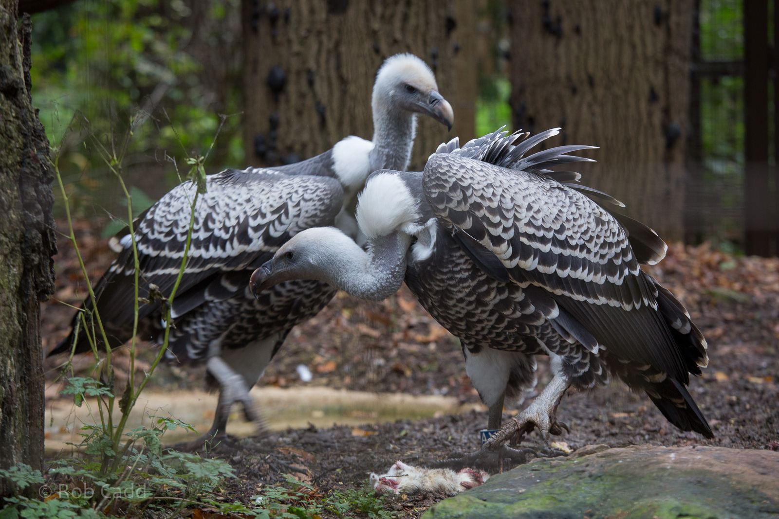 Ruppell's griffon vultures : Cotswold WP : 25 Oct 2014