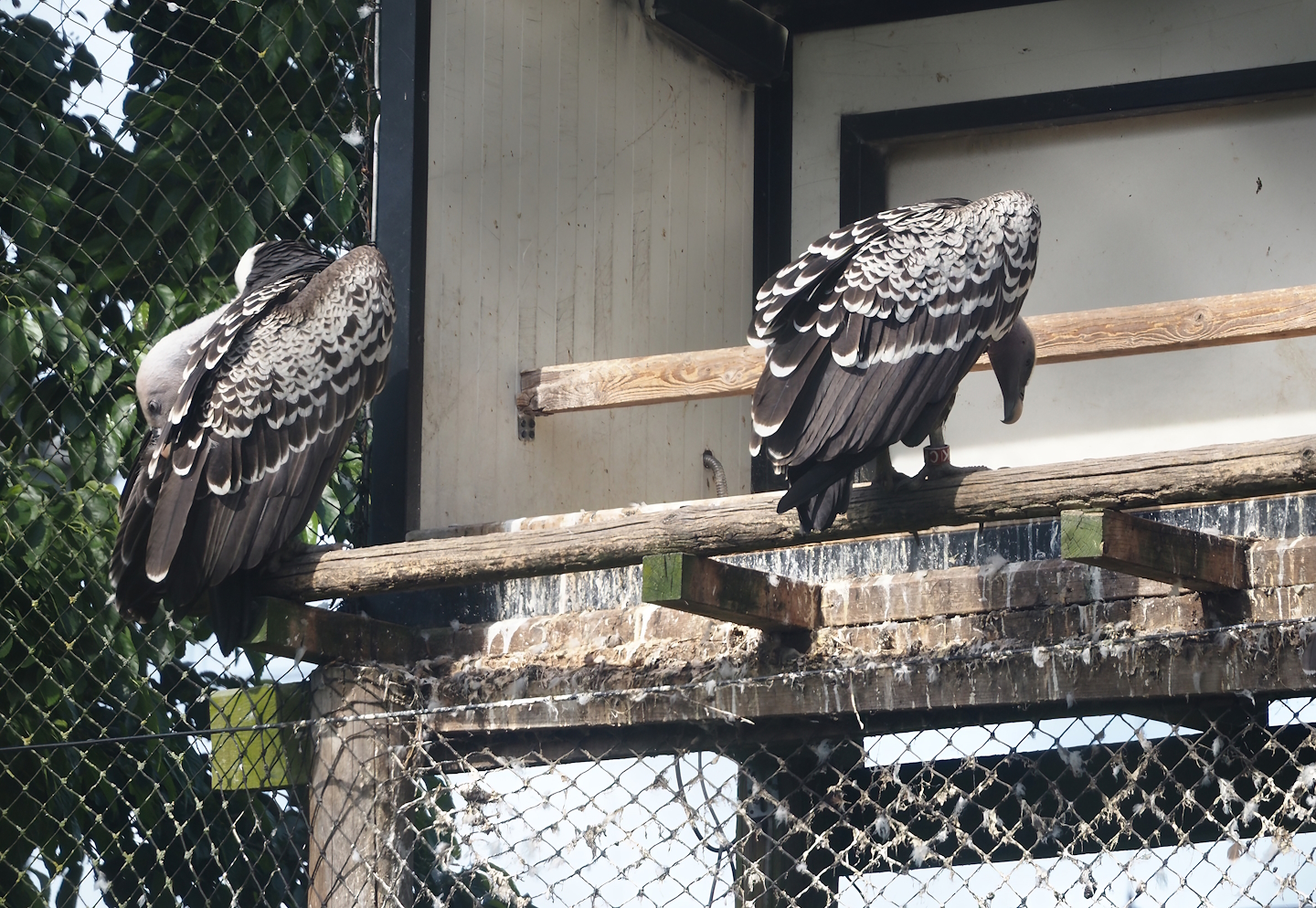 Rüppell's griffon vultures (Gyps rueppelli rueppelli), 2024-06-30