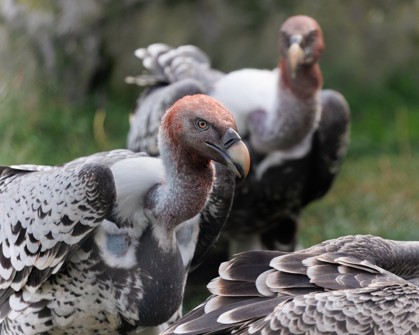 Ruppell's Griffon Vultures / Hamerton / 23-9-21