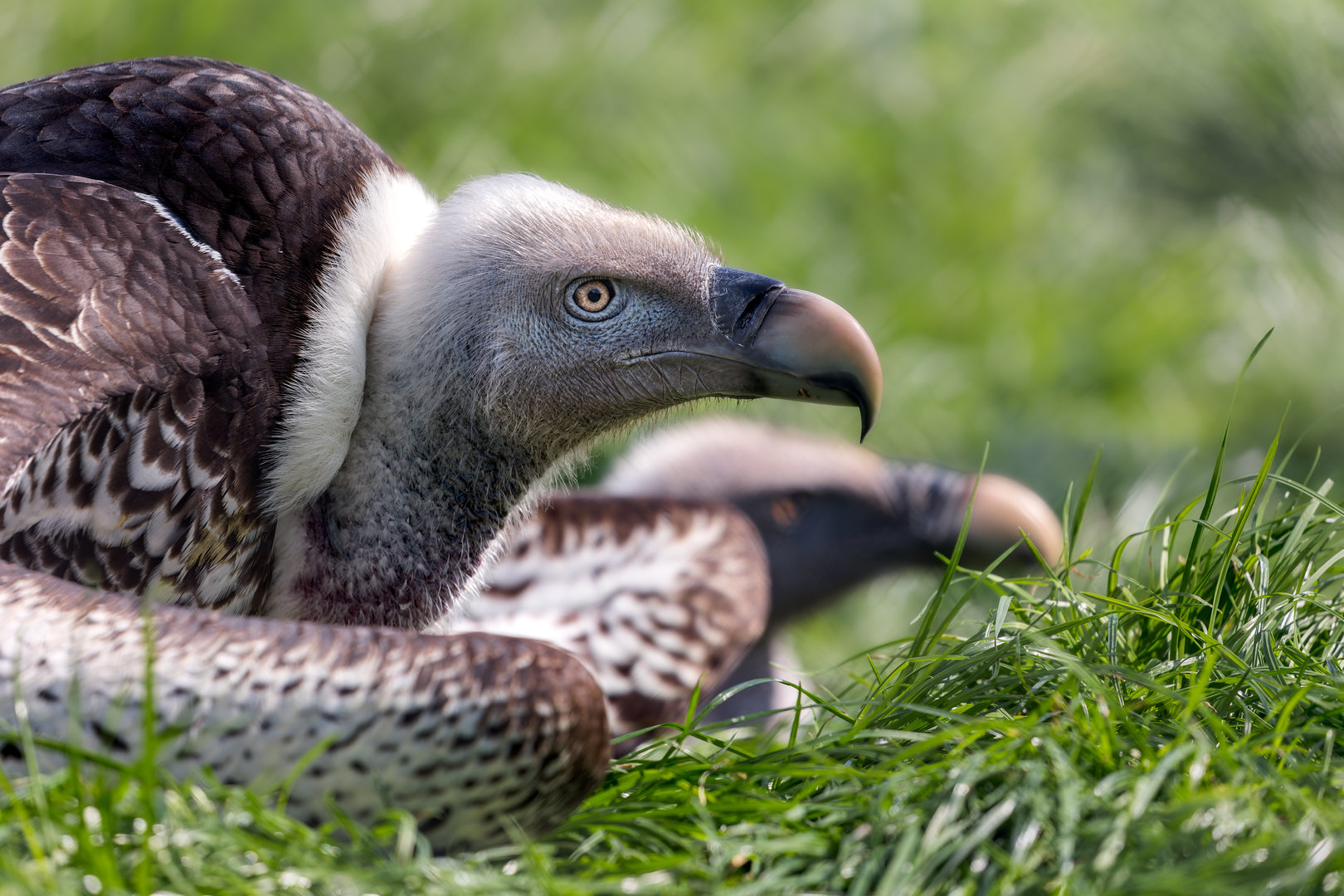 Ruppell's Griffon Vultures / Hamerton / 3-5-23